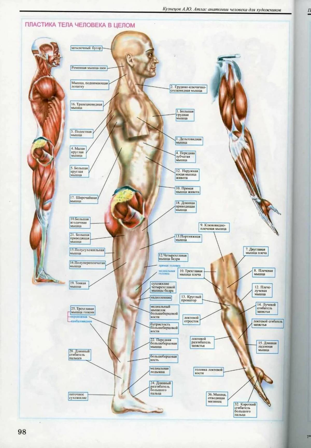 Анатомия человека атлас #17