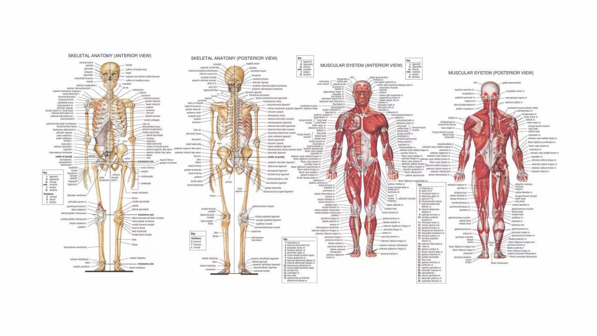 Анатомия человека атлас #19