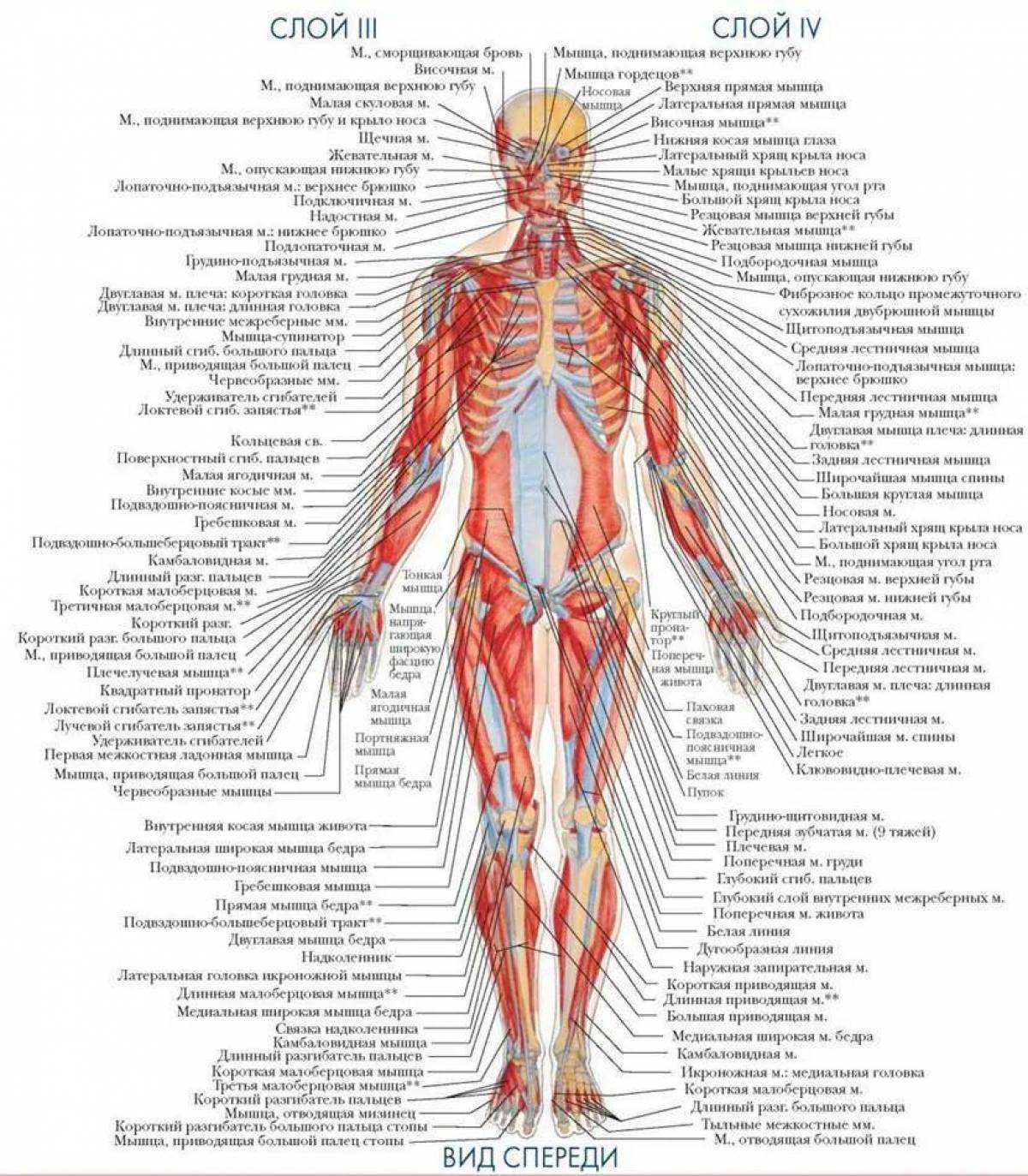 Анатомия человека атлас #22