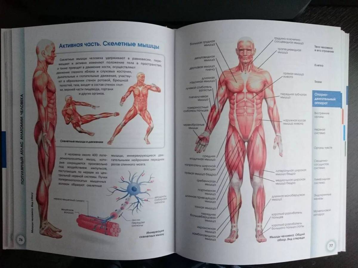 Анатомия человека атлас #23