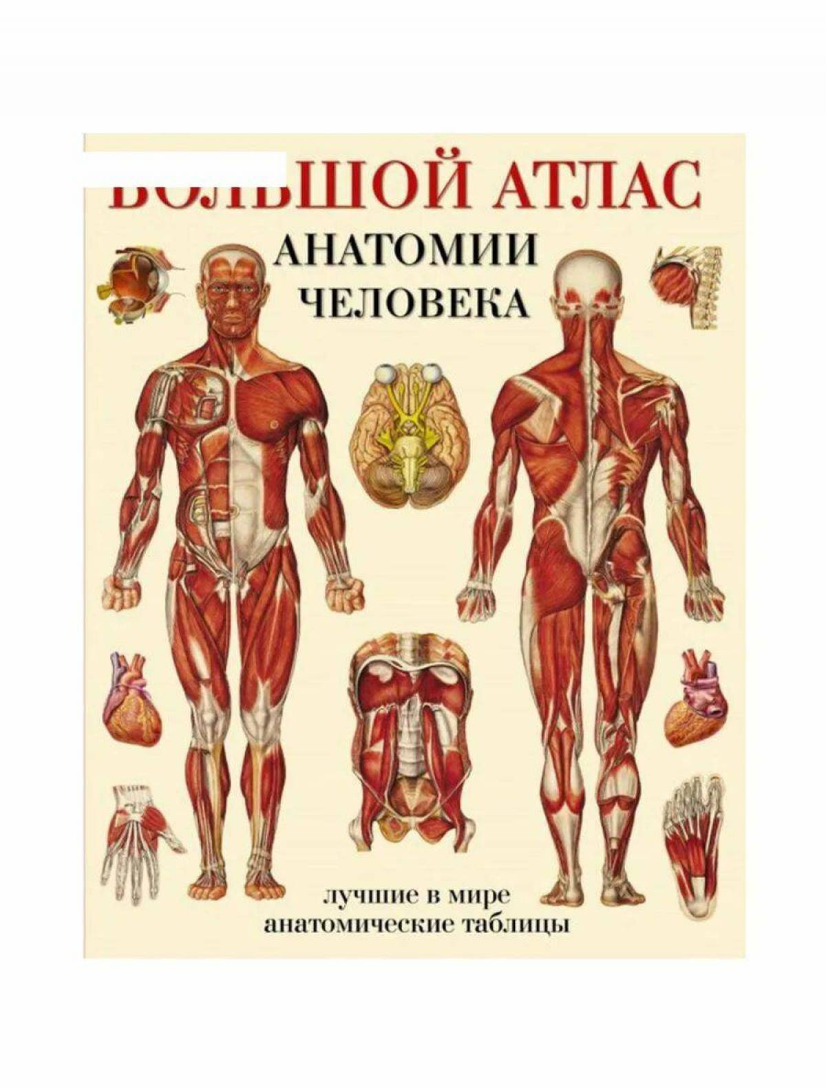 Анатомия человека атлас #27
