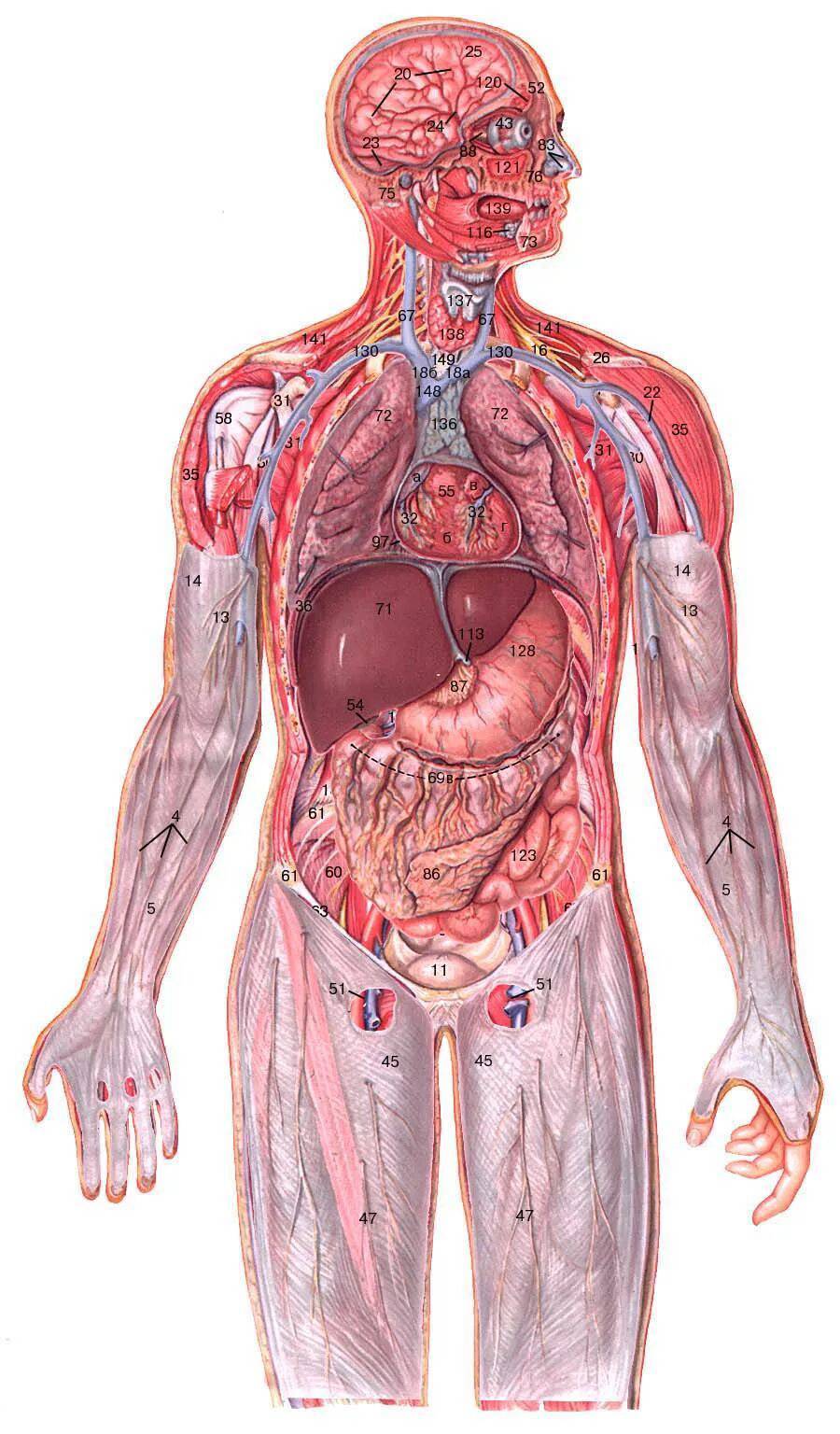 Вся анатомия в картинках