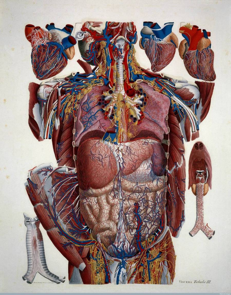 Анатомия картинки. Анатомия тела. Анатомический атлас человека. Человеческое тело.