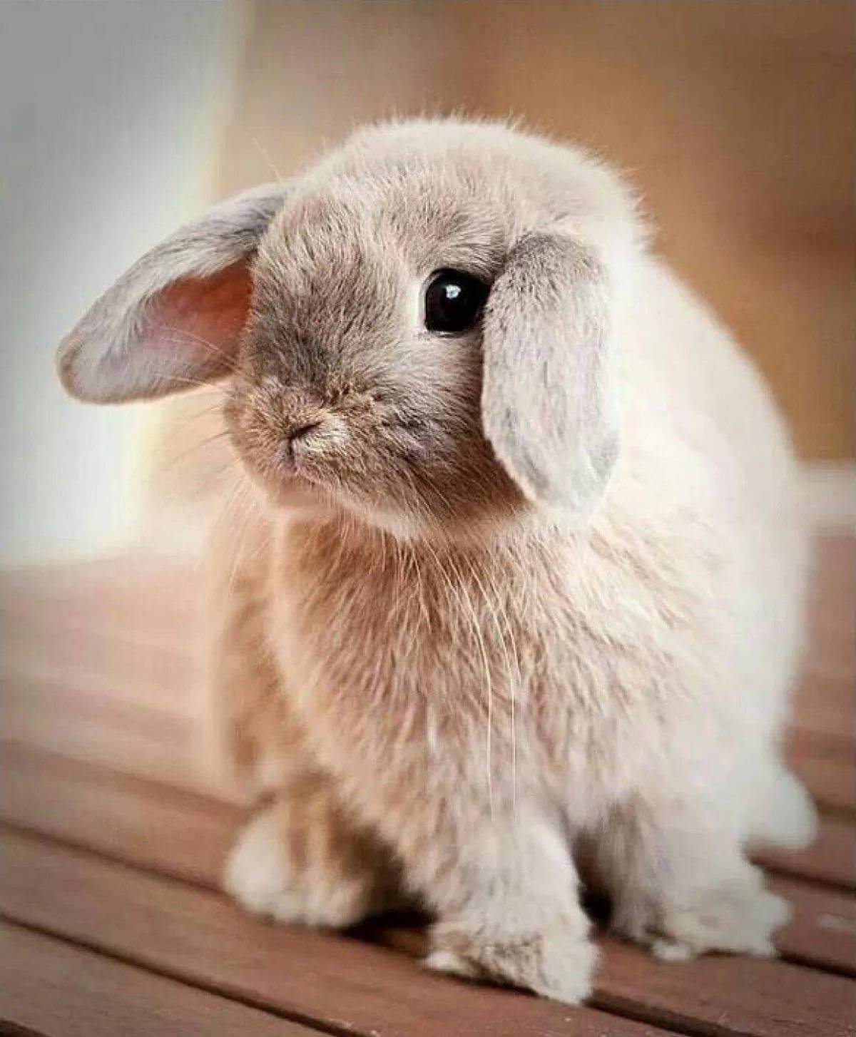Зайку кролика. Карликовый Длинноухий кролик. Вислоухий кролик. Милый кролик. Милые зайчики.