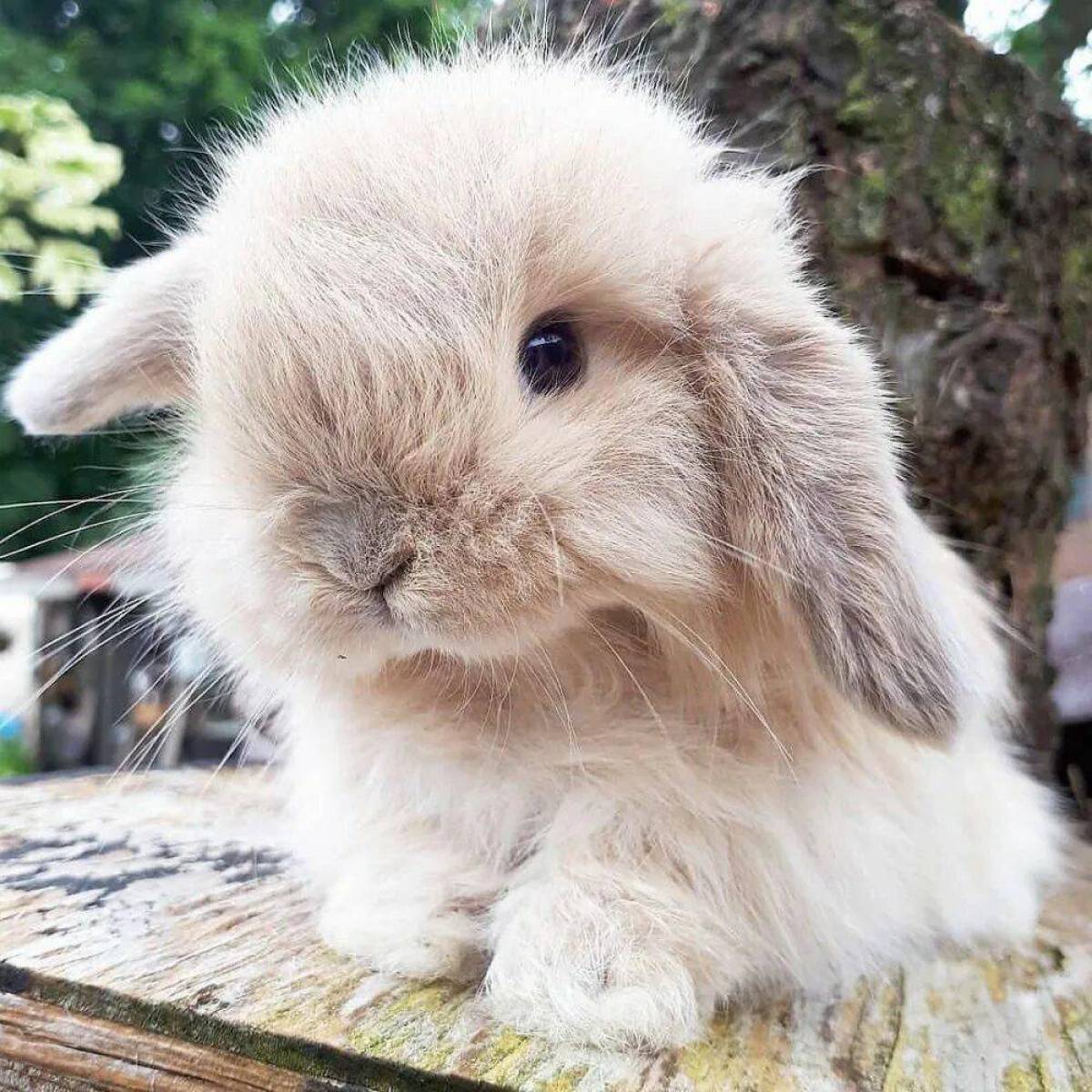 Самый красивый кролик