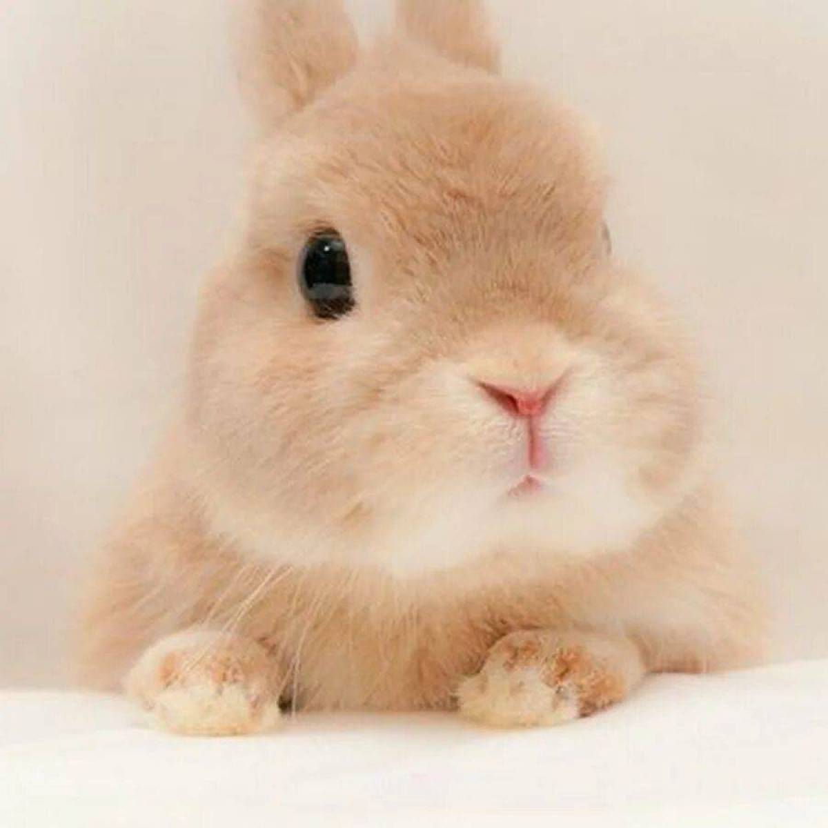Only bunny. Маленькие кролики. Милый кролик. Милые зайчики. Милые крольчата.