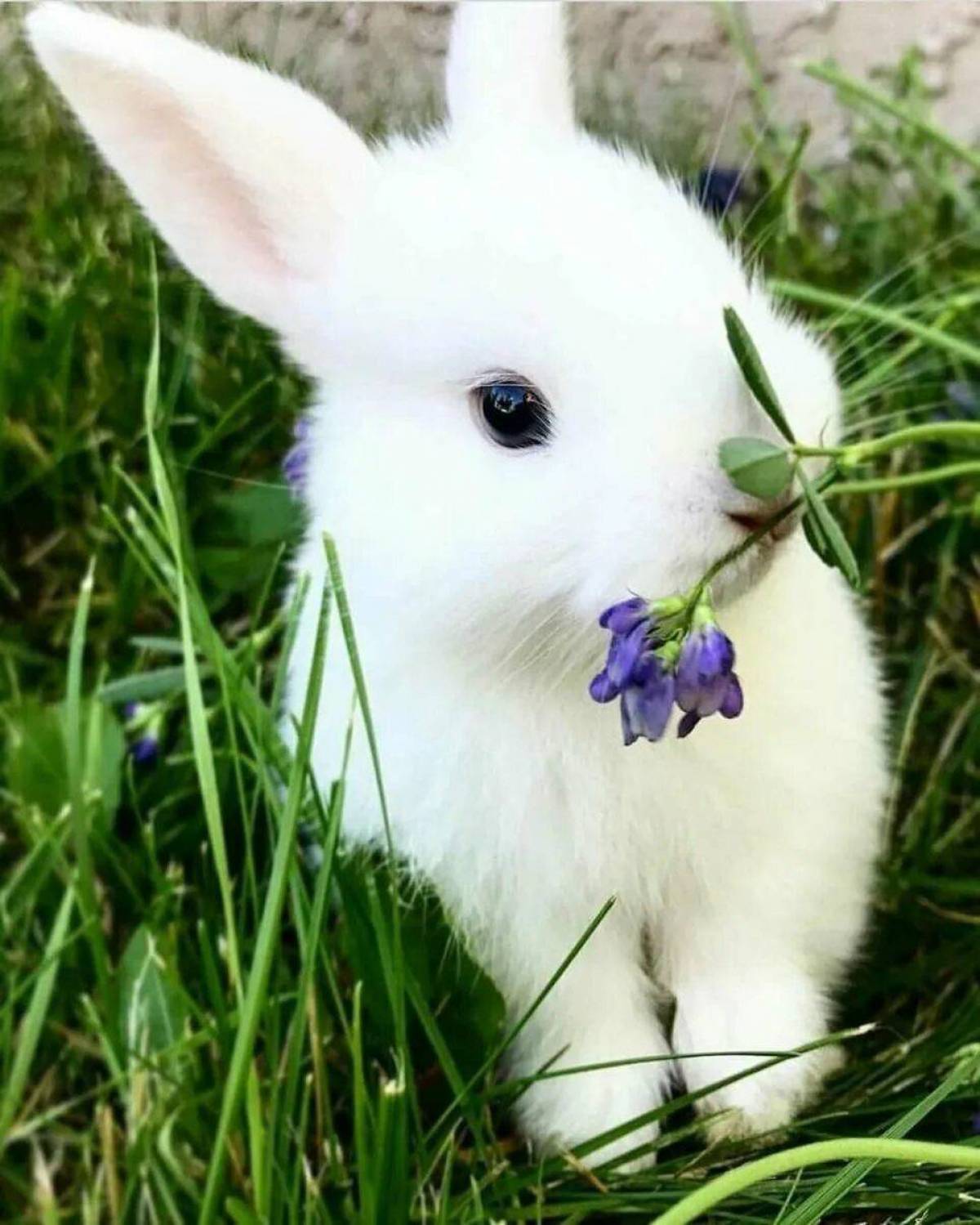 Зайчик зайчата. Карликовый Длинноухий кролик. Белый кролик. Милый кролик. Милые зайчики.
