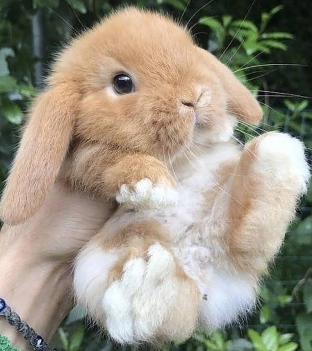 Мире животных зайцы. Карликовый Русак кролик. Вислоухий Русак кролик. Зайчик. Красивый кролик.