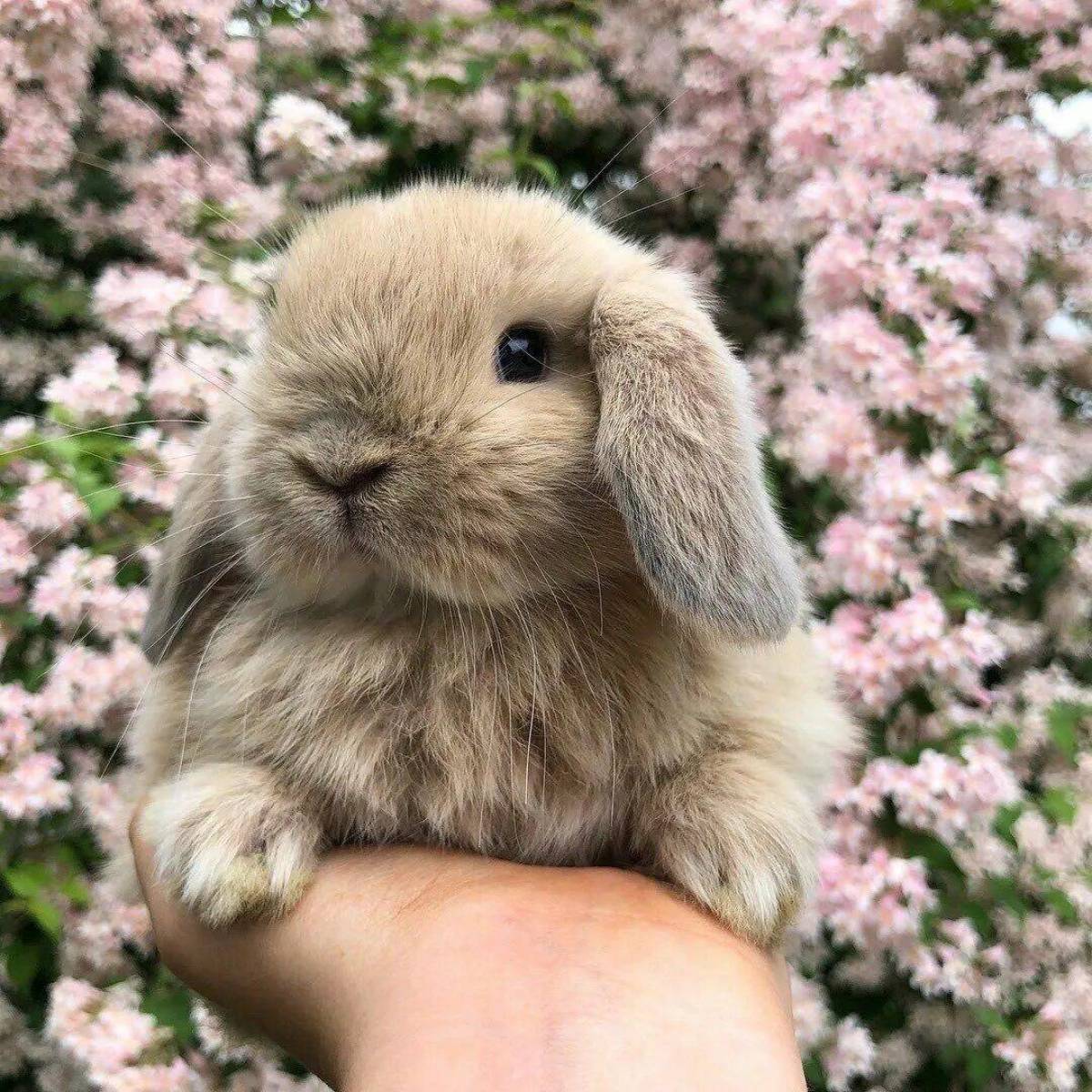 Bunny Photoshoot