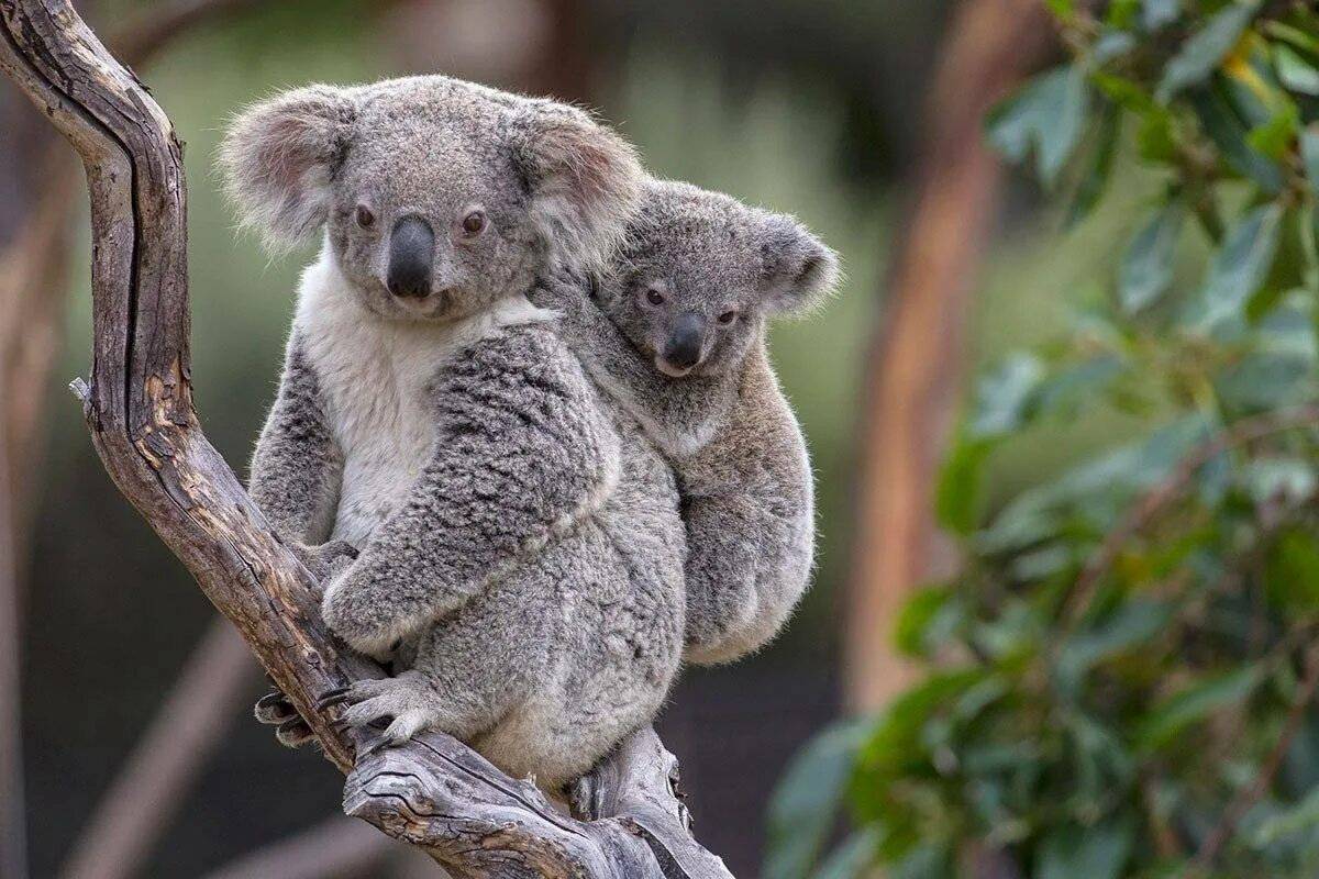Австр. Коала сумчатое. Сумчатые животные Австралии коала. Сумчатый мишка коала. Эндемики Австралии коала.