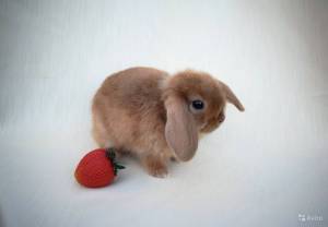 Раскраска кролик баффи #16 #356376