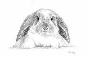 Раскраска кролик рисунок #4 #356501