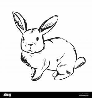 Раскраска кролик рисунок #8 #356505