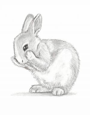 Раскраска кролик рисунок #19 #356516