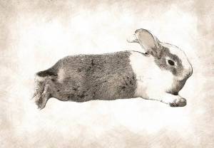 Раскраска кролик рисунок #25 #356522