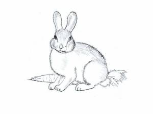 Раскраска кролик рисунок #28 #356525