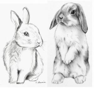 Раскраска кролик рисунок #33 #356530