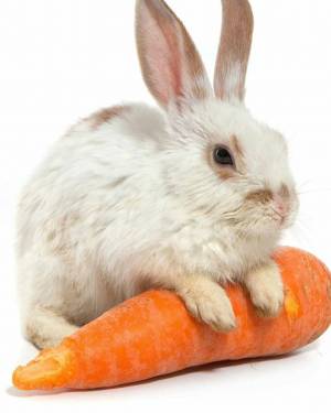 Раскраска кролик с морковкой #2 #356537