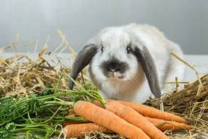 Раскраска кролик с морковкой #3 #356538