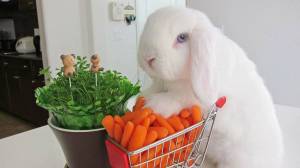 Раскраска кролик с морковкой #10 #356545