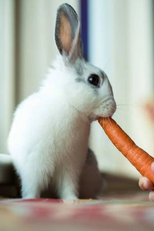 Раскраска кролик с морковкой #12 #356547