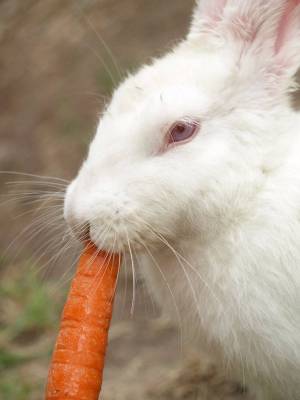 Раскраска кролик с морковкой #17 #356552