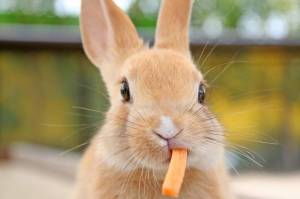 Раскраска кролик с морковкой #26 #356561