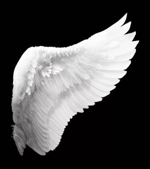 Раскраска крылья ангела #4 #358553
