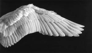 Раскраска крылья ангела #23 #358572