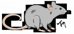 Раскраска крыса для детей #3 #358657