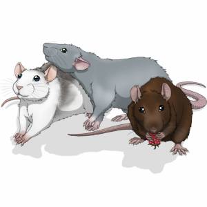 Раскраска крыса для детей #18 #358672