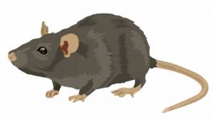 Раскраска крыса для детей #19 #358673
