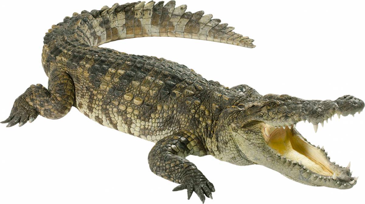Крокодильчик #37