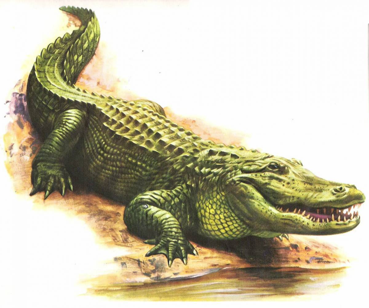 Крокодильчик #38