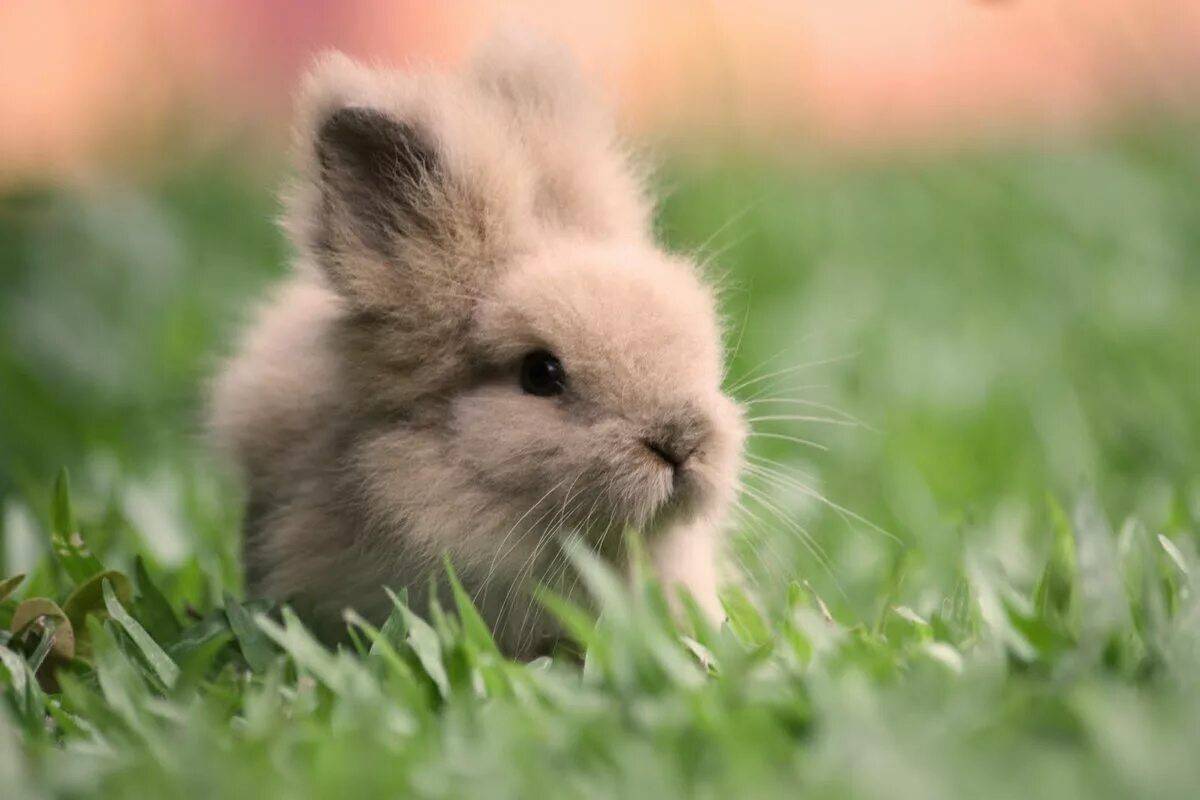 Кролик милый #1