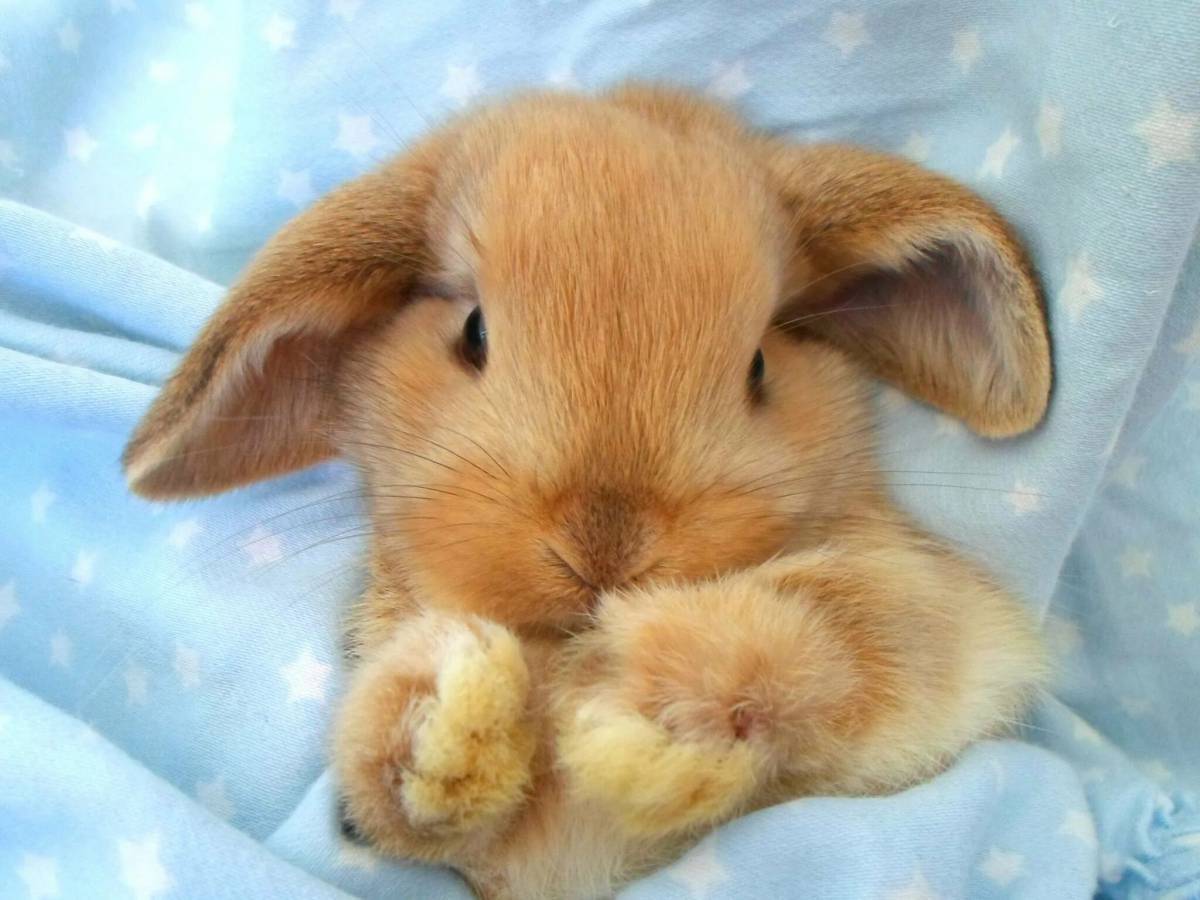 Кролик милый #2