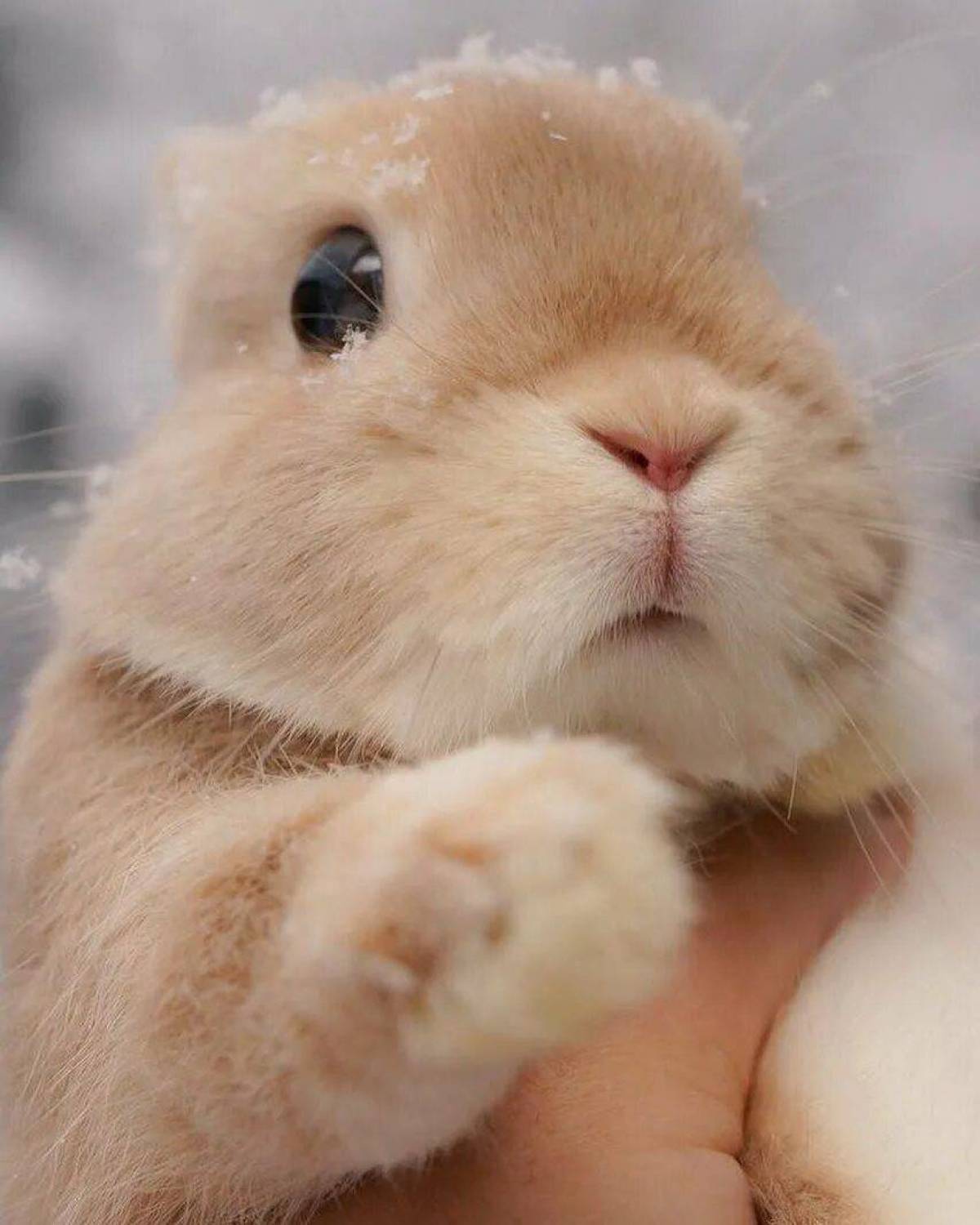 Кролик милый #5