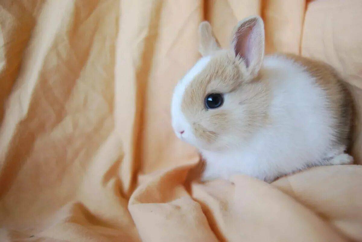 Кролик милый #8