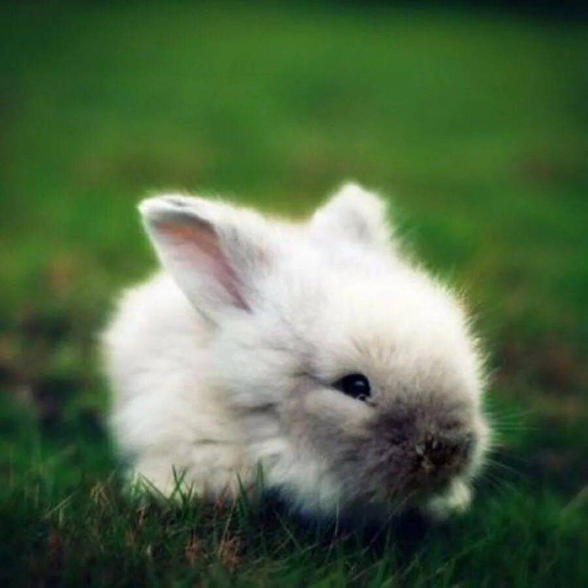 Кролик милый #9