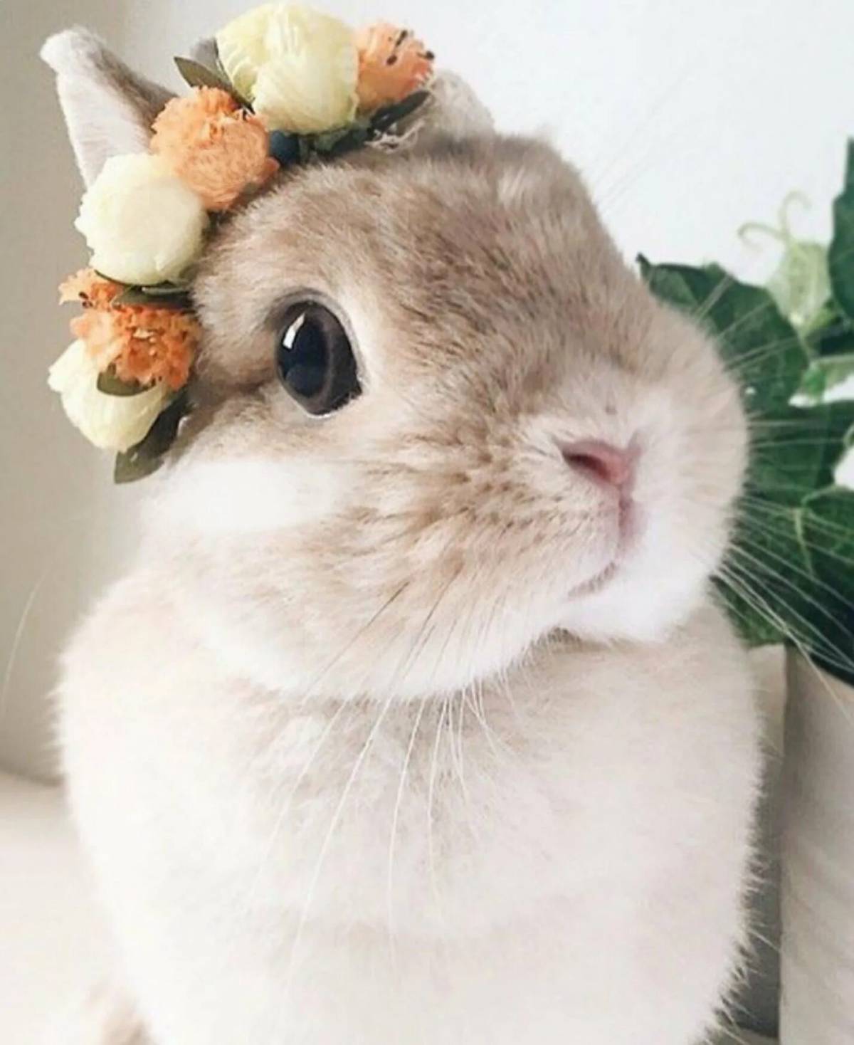 Кролик милый #13
