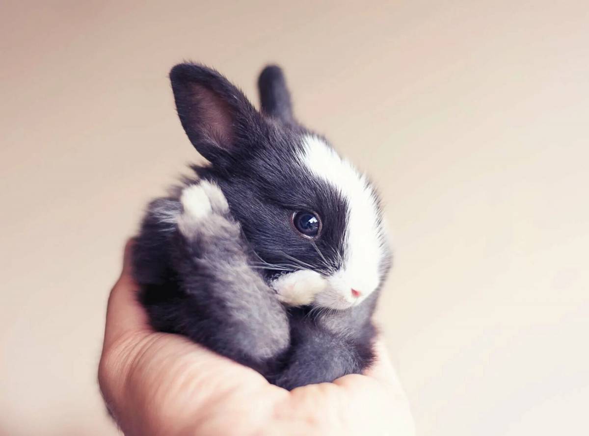 Кролик милый #16