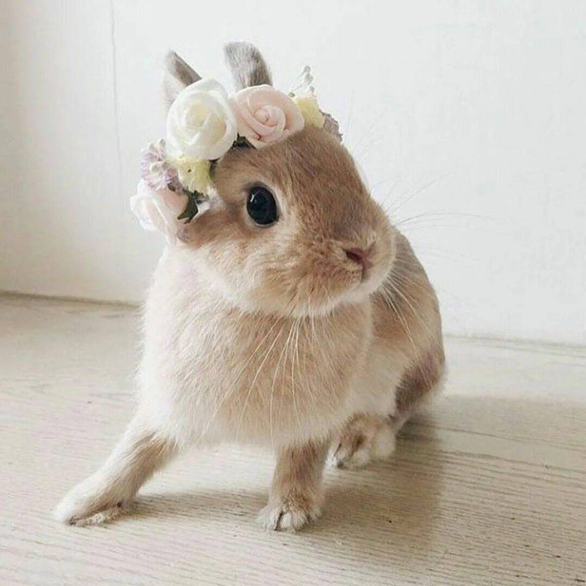 кролики фото милые