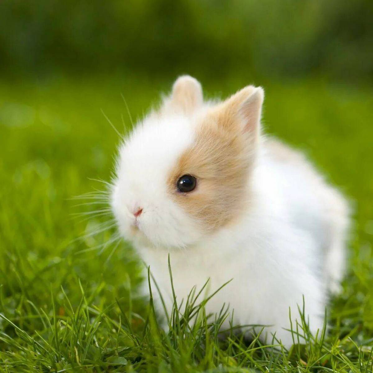 Кролик милый #36