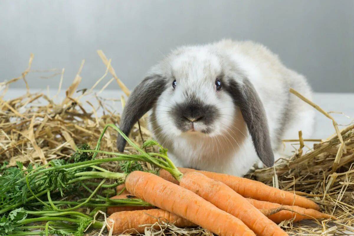 Кролик с морковкой #3