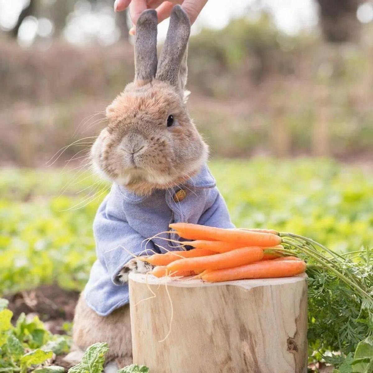 Кролик с морковкой #5