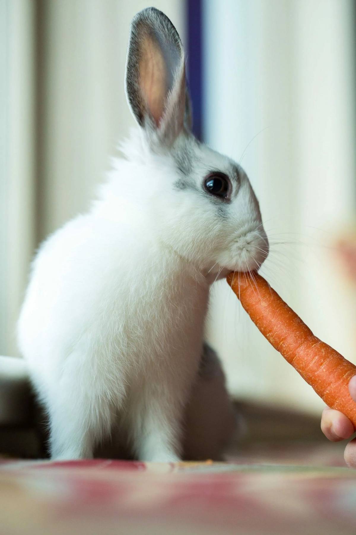 Кролик с морковкой #12
