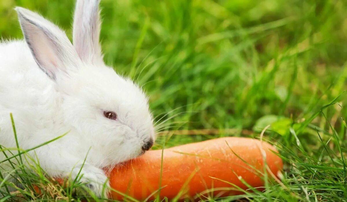 Кролик с морковкой #13