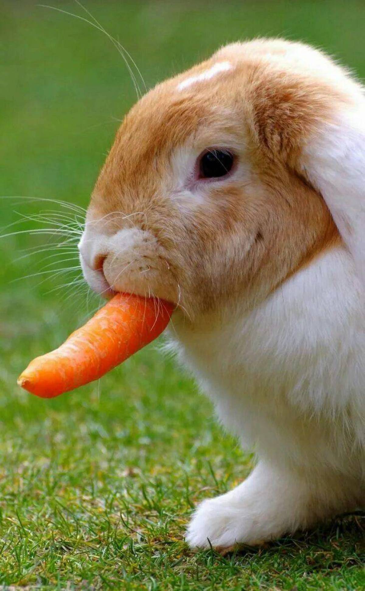 Кролик с морковкой #20