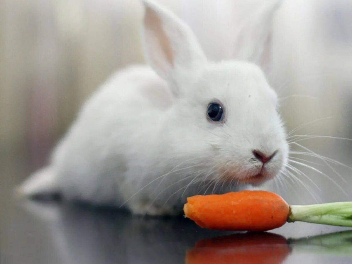 Кролик с морковкой #25