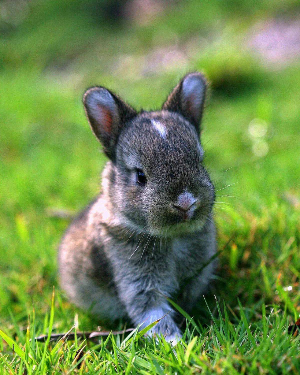 Крольчонок #24